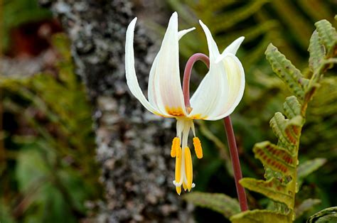 fawxlily|Erythronium .